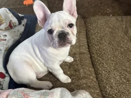 About to be new frenchie parents