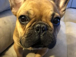 4 PAW MEMBERS!!!!   Please vote for your favorite FRENCHIE FACES!