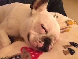 4 PAW MEMBERS!!!  Please vote for your favorite Happy Frenchies!