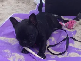 Tallulah's Day at the beach