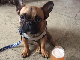 Do you take your frenchie out and about with you to any places?