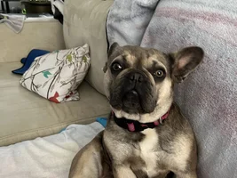 Weezy the rescue French bulldog