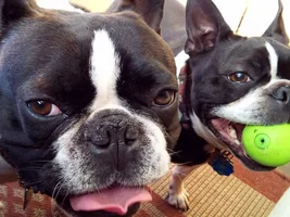 Frenchie facial expressions