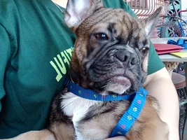 Sables, please help me identify the color of my Frenchie.