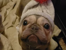 4 PAW MEMBERS!!  Please VOTE for your favorite FROZEN FRENCHIES!
