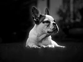 September 2014 Frenchie of the Month Contest ~ENTER HERE~