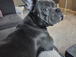 Puppy pyoderma/ demodex itchy rash help