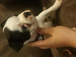 baby frenchie