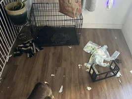 Frenchie Rage