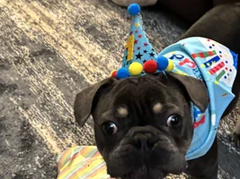January 2025 - French Bulldog Photo of the Month