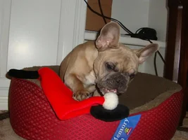 trying to get a santa hat photo....