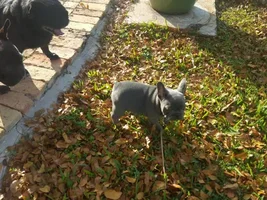 You ate our puppy!!!  (then and now pics)