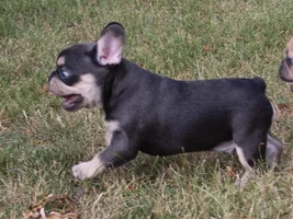 Trying to decide on a puppy.