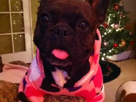 Cutest Holiday Frenchie!  VOTE HERE!