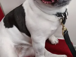 4 PAW MEMBERS!!!  Please VOTE for your favorite SMILING FRENCHIES!
