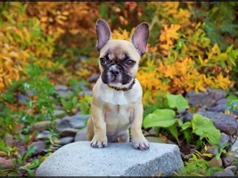 Post your favorite puppy picture!!!
