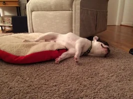 VOTE NOW! Snoring Snoozing Frenchie Contest!