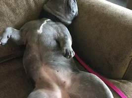4 PAW MEMBERS!!!  Please VOTE for your favorite Sleepy Frenchies!
