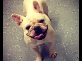 ~Sue Ellen~French Bulldog Available for Adoption in Texas