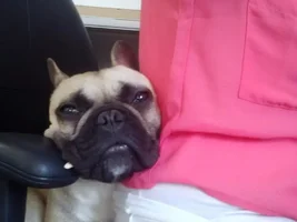 Little Miss Bisou