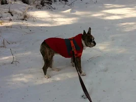 Buster's Thanksgiving Walk