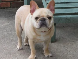 ~Gatsby~French Bulldog Available for Adoption in Indiana