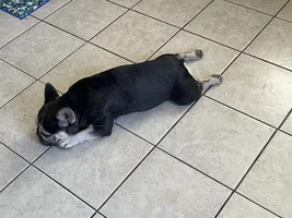 Hello. I’m new here. I have a 3yo sweet frenchie, Maui 🙋♀️