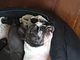 ~ENTER HERE~ *SMILING FRENCHIES* April Frenchie of the Month!