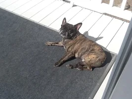 4 PAW MEMBERS!!!  Please VOTE for your favorite SMILING FRENCHIES!