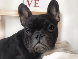 Hi guys!