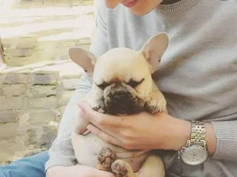 New to French bulldogs - Advice would be nice :)