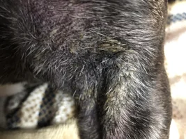 Yellow rash on Frenchie