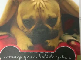 Did your Frenchie make it onto your holiday card this year?
