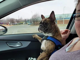 📷 Please submit a photo for the French Bulldog News Header & Logo!