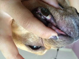 Help! Napoleon's lips are blistering like crazy!