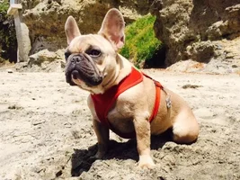April 2014 ~ Frenchie of the Month Contest ~ENTER HERE~