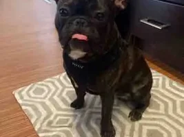 Tongue