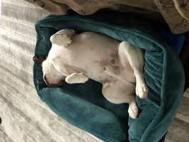 ~ENTER HERE~  August Frenchie of the Month  ~ LAZY FRENCHIES ~