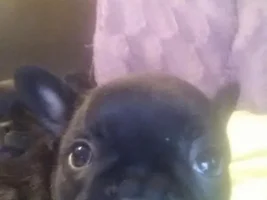 6 week puppy pictures! Opinions?!