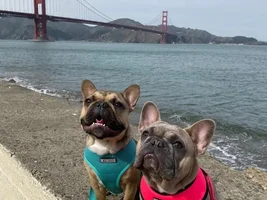 Sightseeing Frenchies