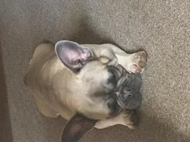 4 PAW MEMBERS!!!  Please VOTE for your favorite Sleepy Frenchies!