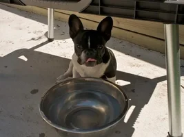 Frenchie Summer Fun