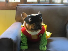 VOTE NOW!  Frenchies in October Contest!