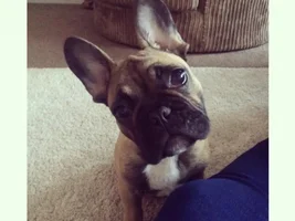 4 Paw Members, PLEASE VOTE for your favorite Frenchies!!!