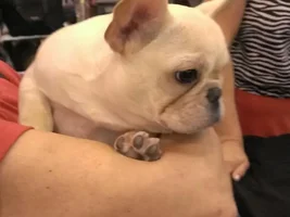 Some Frenchie eye candy