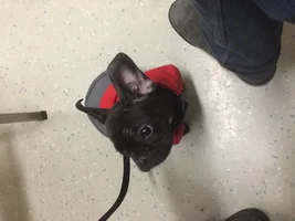 Ears flopping backwards. Should I tape them up or just leave them?