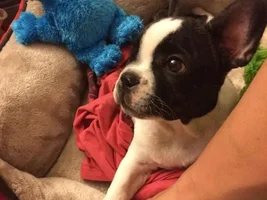 4 PAW MEMBERS ~ VOTE NOW ~ September Frenchie of the Month :D