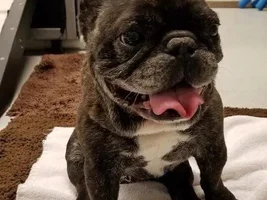 ~Berber~Special Needs French Bulldog Available for Adoption in Georgia