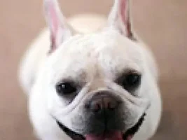 ~Cinco~French Bulldog Available for Adoption in Texas
