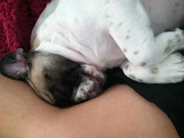 Wilbur's sleeping positions